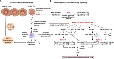 Impact of Machine Perfusion on the Immune Response After Liver Transplantation – A Primary Treatment or Just a Delivery Tool